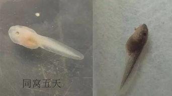 蝌蚪网国产,蝌蚪网引领绿色科技新潮流